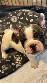 Cuccioli bulldog francese
