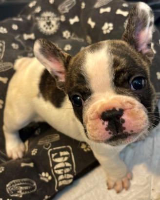 Cuccioli bulldog francese