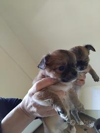 Chihuahua 3 maschi e 1 femmina