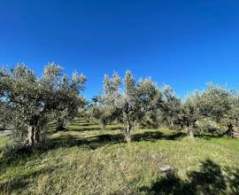 TER. RESIDENZIALE A SAN PIETRO IN GUARANO