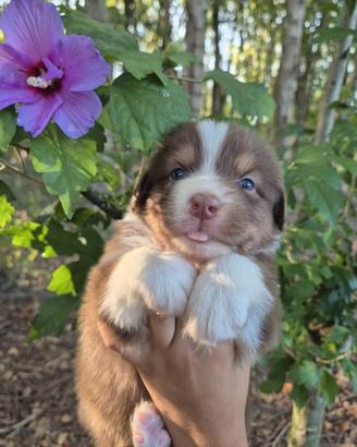 Cuccioli pastore australiano pedigree enci