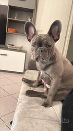 Bulldog francese