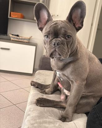 Bulldog francese