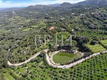 Tenuta di 16 ettari con villa, uliveto e vista mar