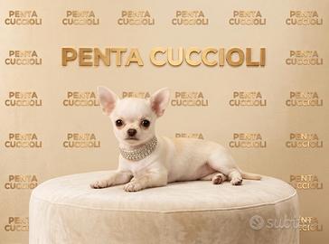 CHIHUAHUA TOY CUCCIOLI BIANCO CREMA - pag rateale