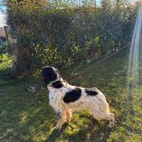 Setter Inglese 12 mesi