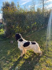 Setter Inglese 12 mesi