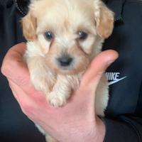 Maltipoo