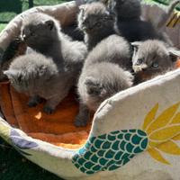 Gatti scottish e british