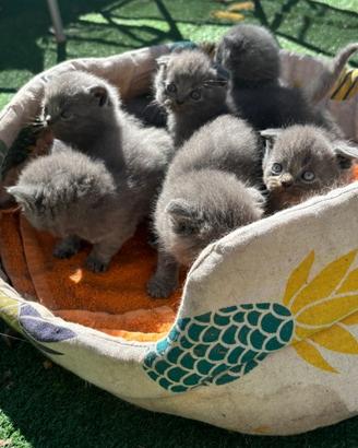 Gatti scottish e british