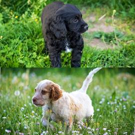 Cuccioli cocker spaniel