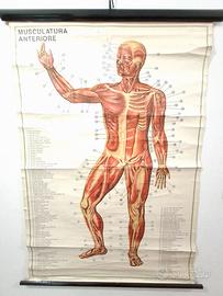 Poster didattico originale PARAVIA 