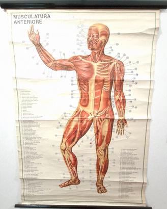 Poster didattico originale PARAVIA 
