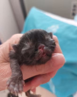 Gattine Persiane