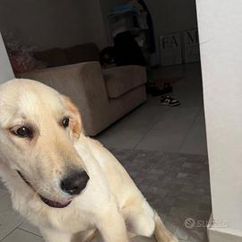 Cucciolo di Golden Retriver