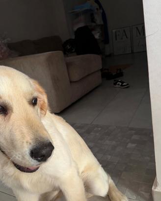 Cucciolo di Golden Retriver