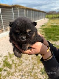 Spitz pomerania mini toy