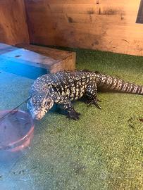 Tegu argentino