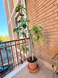 Ficus