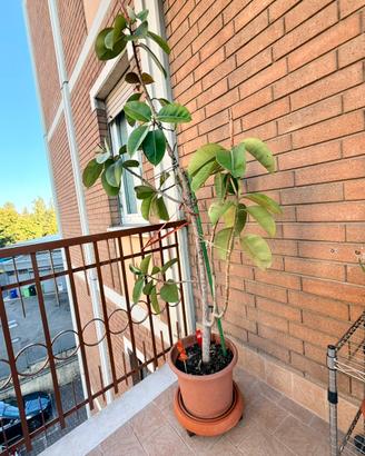 Ficus