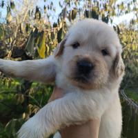 Golden retriever