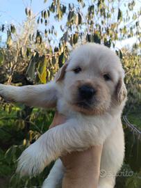 Golden retriever