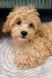 Maltipoo