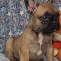 Cucciola bouledogue francese