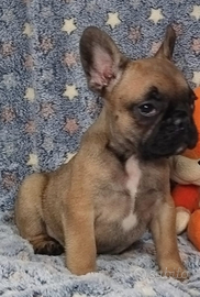 Cucciola bouledogue francese