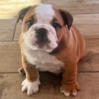 Bulldog Inglese