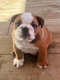 Bulldog Inglese