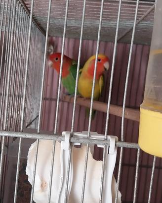 Allevamento amatoriale inseparabili