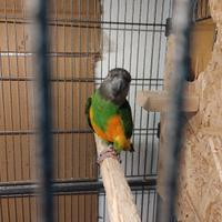 Pappagallo Senegal riproduttivo