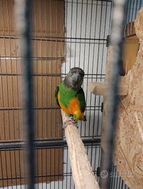 Pappagallo Senegal riproduttivo