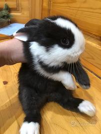 Coniglio nano minitoy