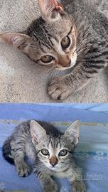 Dolcissimi Gattini