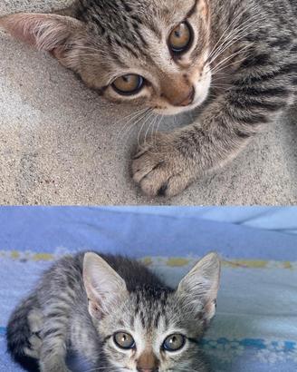 Dolcissimi Gattini