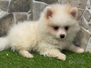 Spitz di Pomerania