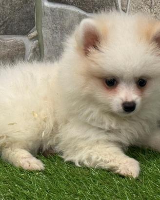 Spitz di Pomerania