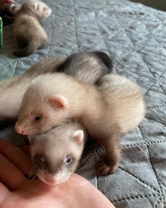 Furetti cuccioli