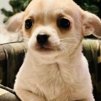 Cuccioli di chihuahua 2 mesi ( femminuccia )