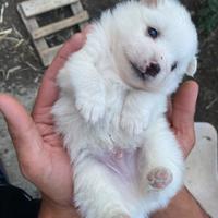 Spitz tedesco