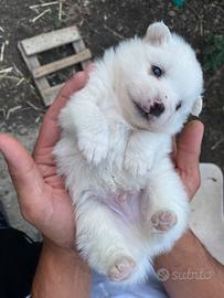 Spitz tedesco