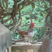 Gallo