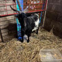 Capra Maschio 2 anni