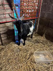 Capra Maschio 2 anni