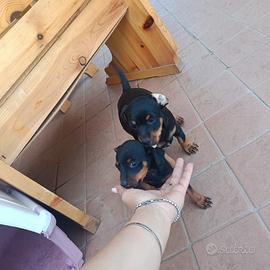Pinscher nano 350