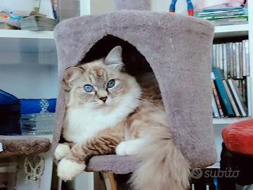 Femmina ragdoll vendita