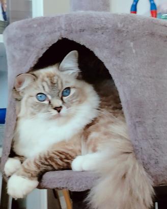 Femmina ragdoll vendita
