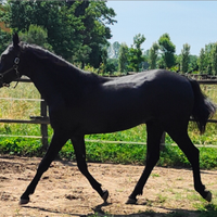 Puledro spagnolo 2 anni